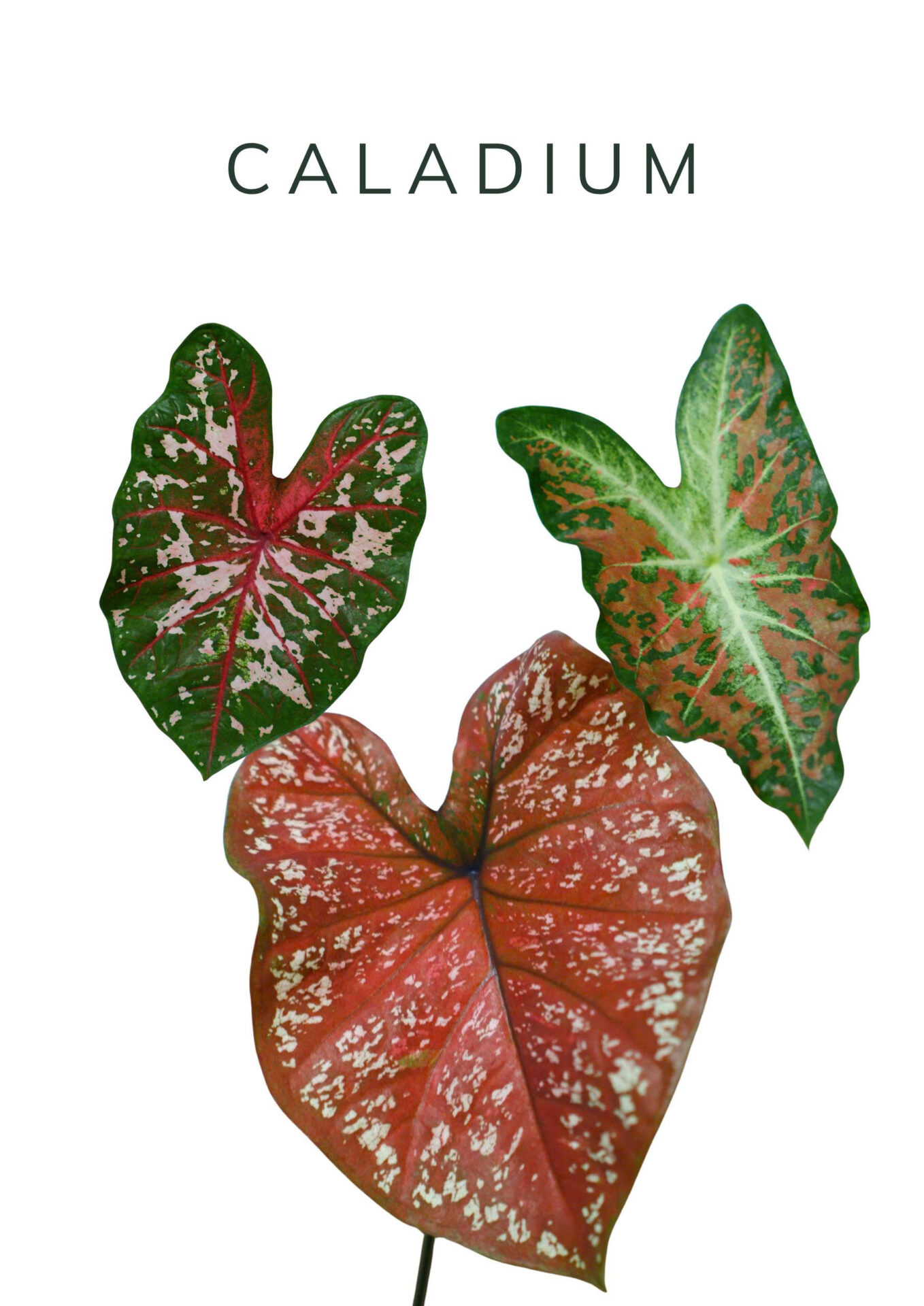 caladium khác