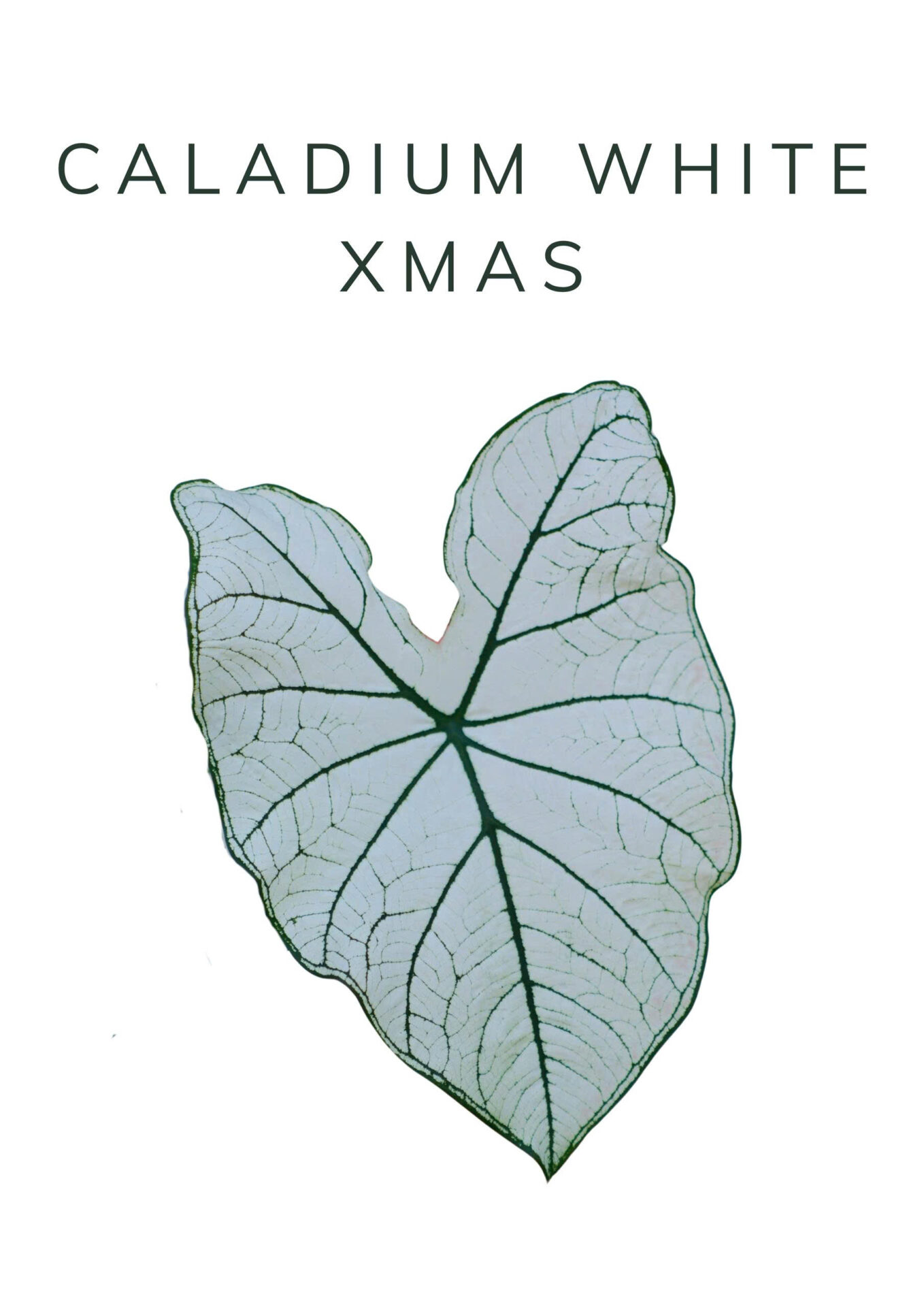 caladium white xmas
