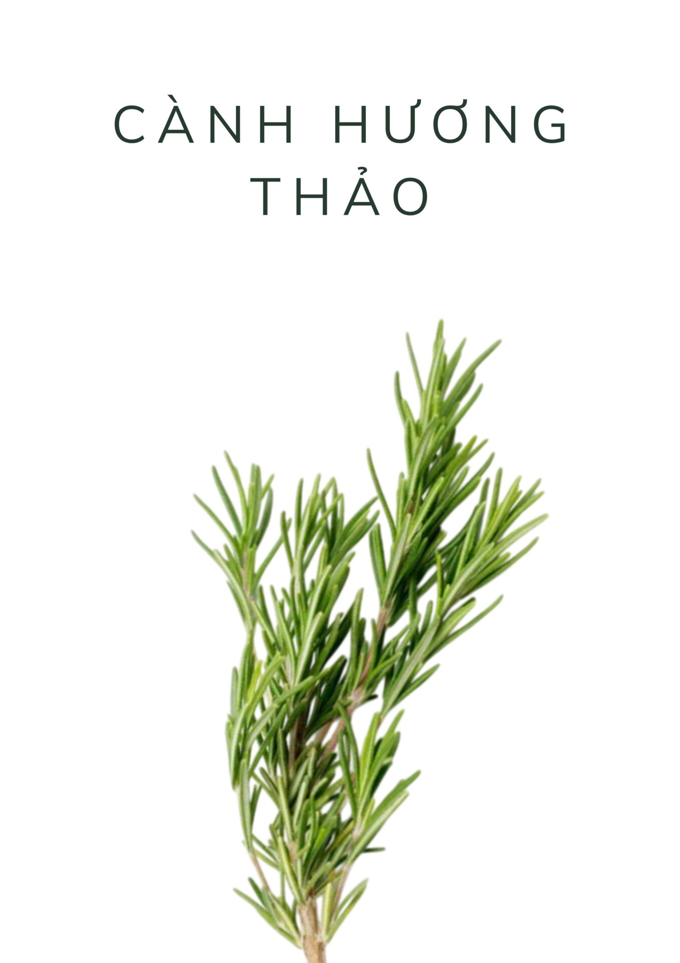 cành hương thảo