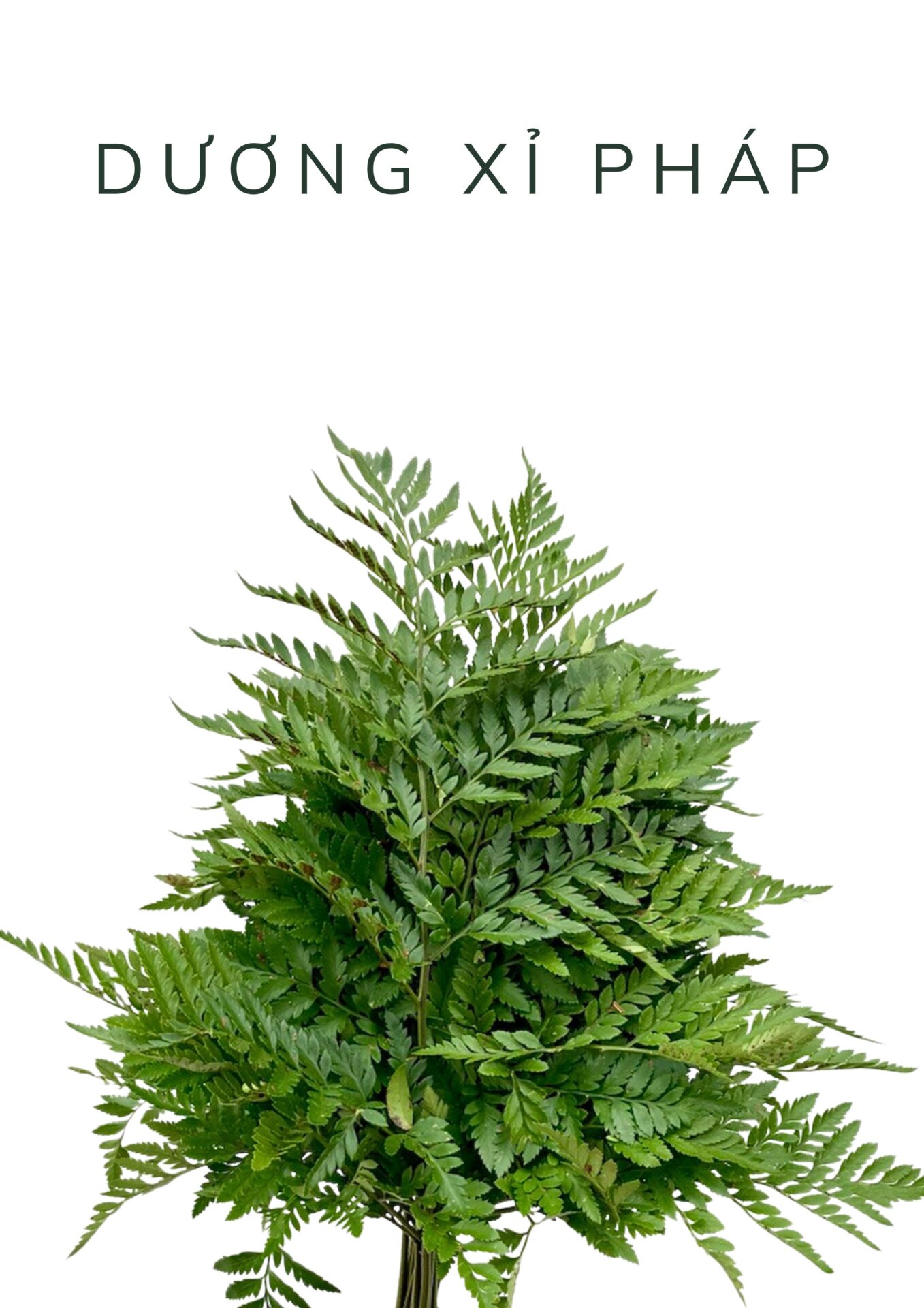 dương xỉ pháp