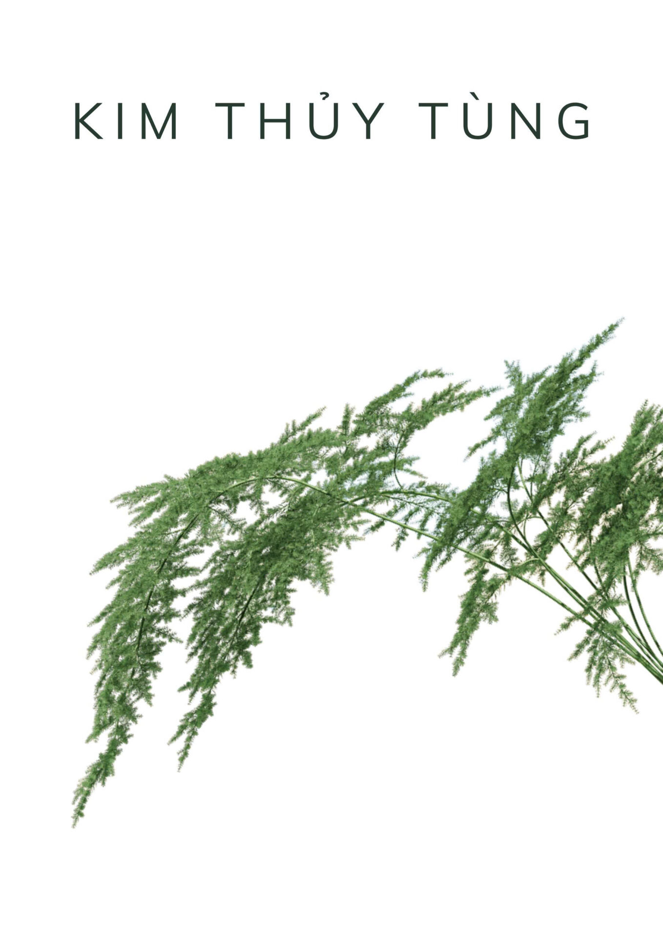 kim thuỷ tùng dài